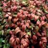 Nandina enano 'Fire Power'