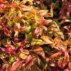 Nandina enano 'Fire Power'