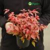 Nandina enano 'Fire Power'