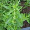 Stevia Hierba dulce