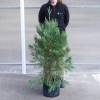 Secuoya gigante
