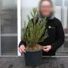 Secuoya gigante