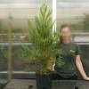 Secuoya gigante