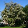 Acacia blanca