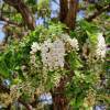 Acacia blanca