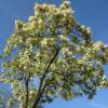 Acacia blanca