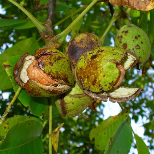 Arriba 93+ Imagen El Nogal Es Un árbol De Hoja Caduca Alta Definición ...