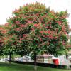 Falso casta�o de flor roja