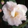 Camelia campestre 'High Fragrance'