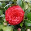 Camelia de Japn 'Black Lace'