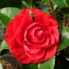 Camelia de Japn 'Black Lace'