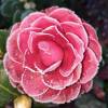 Camelia de Japn 'Black Lace'