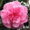 Camelia de Japn 'Debbie'