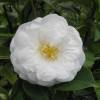 Camelia de Japn 'Le Lys'