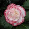 Camelia de Japn 'Margaret Davis'