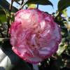 Camelia de Japn 'Margaret Davis'