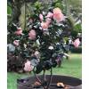 Camelia de Japn 'Margaret Davis'