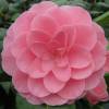 Camelia de Japn 'Nuccio's Cameo'