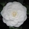 Camelia de Japn 'Nuccio's Gem'