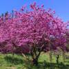�rbol de Judas