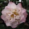 Camelia de Japn 'Nuccio's Jewel'