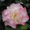 Camelia de Japn 'Nuccio's Jewel'