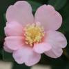 Camelia de otoo 'Plantation Pink'