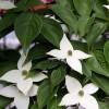 Cornejo japonés de flores blancas