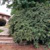 Cotoneaster franchetii