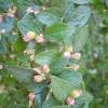 Cotoneaster franchetii