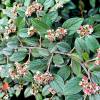 Cotoneaster franchetii