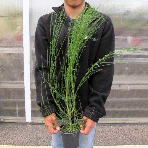 Retama negra venta Retama negra / Cytisus scoparius