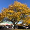 Acacia de 3 espinas 'inermis'