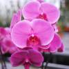 Orqudea mariposa Malva, Phalaenopsis