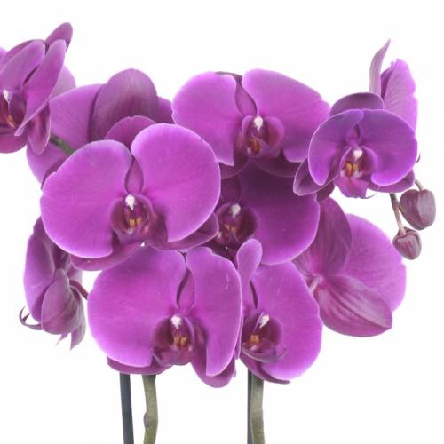 Orquídea mariposa Malva, Phalaenopsis : venta Orquídea mariposa Malva,  Phalaenopsis / Phalaenopsis Malva