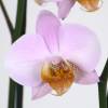 Orquídea mariposa Rosa, Phalaenopsis