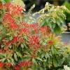 Pieris