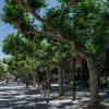Pl�tano de sombra