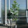 Pl�tano de sombra
