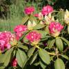 Rododendro rosa 'Germania'