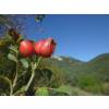 Rosal silvestre