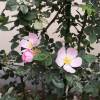 Rosal silvestre