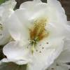 Rododendro blanco 'Phyllis Korn'