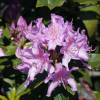 Rododendro morado