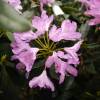 Rododendro morado