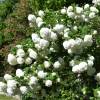 Bola de nieve