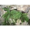 Helecho Asplenium trichomanes