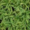 Helecho Asplenium trichomanes