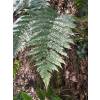 Helecho Dryopteris erythrosora