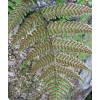 Helecho Dryopteris erythrosora